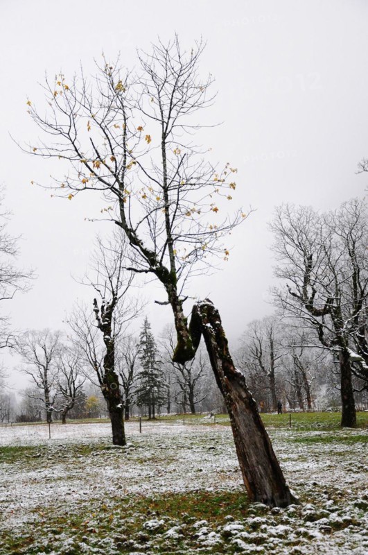 Winter onset