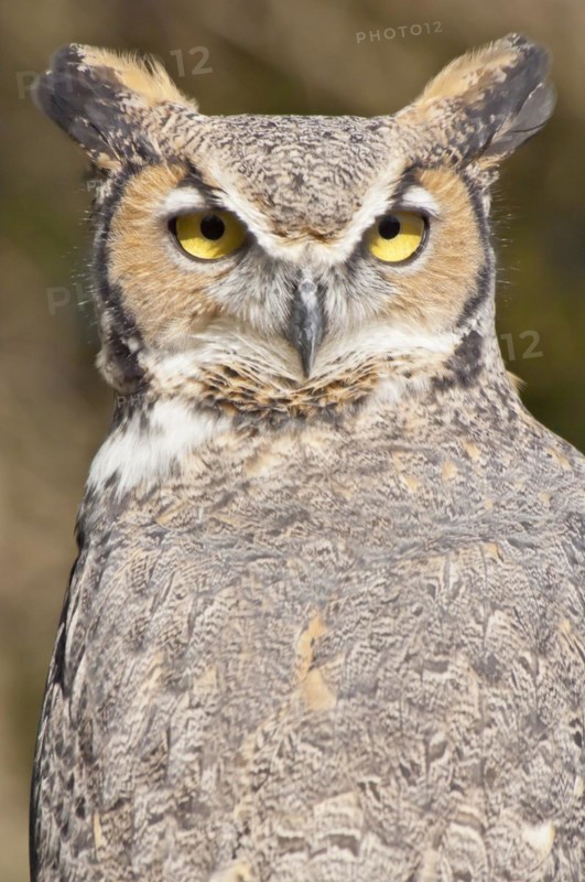 Common Great Horned Owl