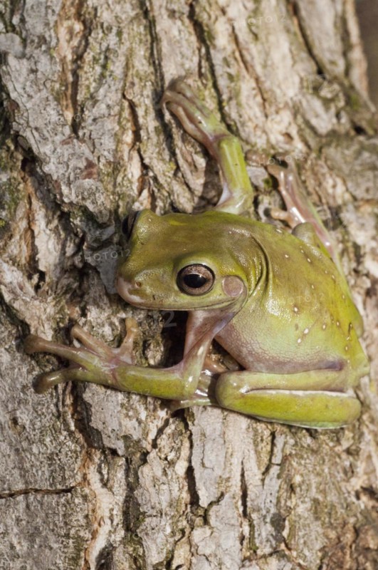 Whites Tree Frog