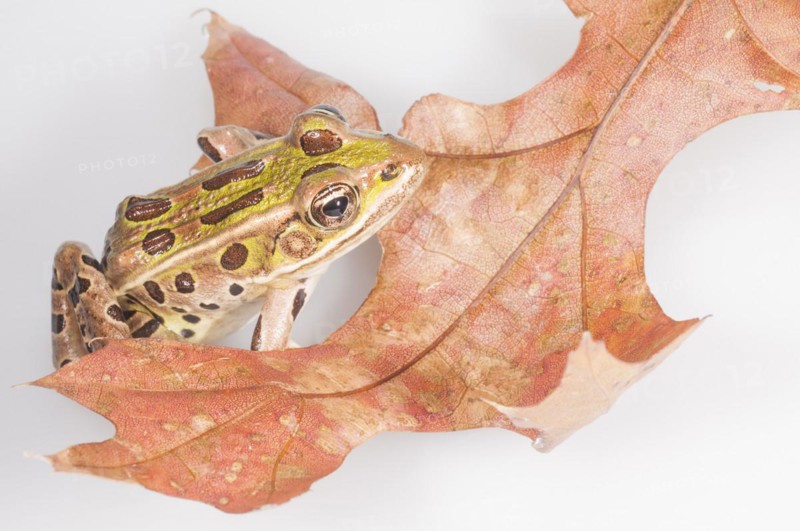 Northern leopard frog