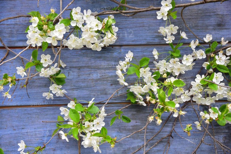 Blossoming cherry in front of the wall of a garden shed