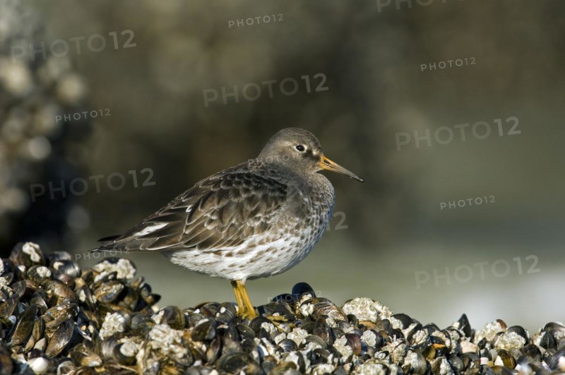 Purple sandpiper