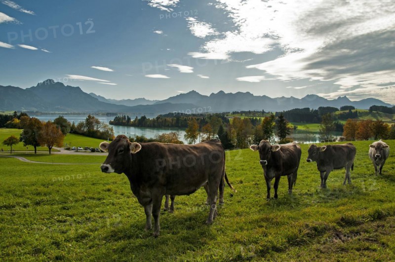 Cows on a pasture above the Forggensee