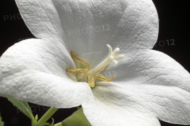 Chinese bellflower