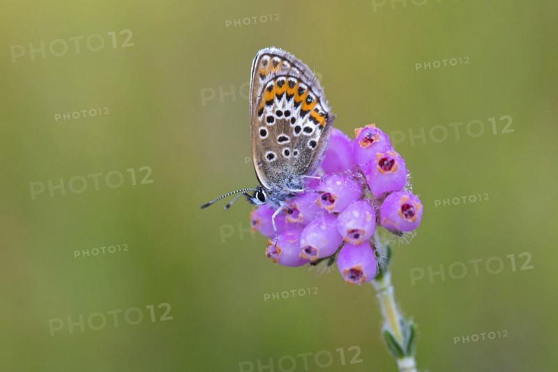 Silver-studded blue