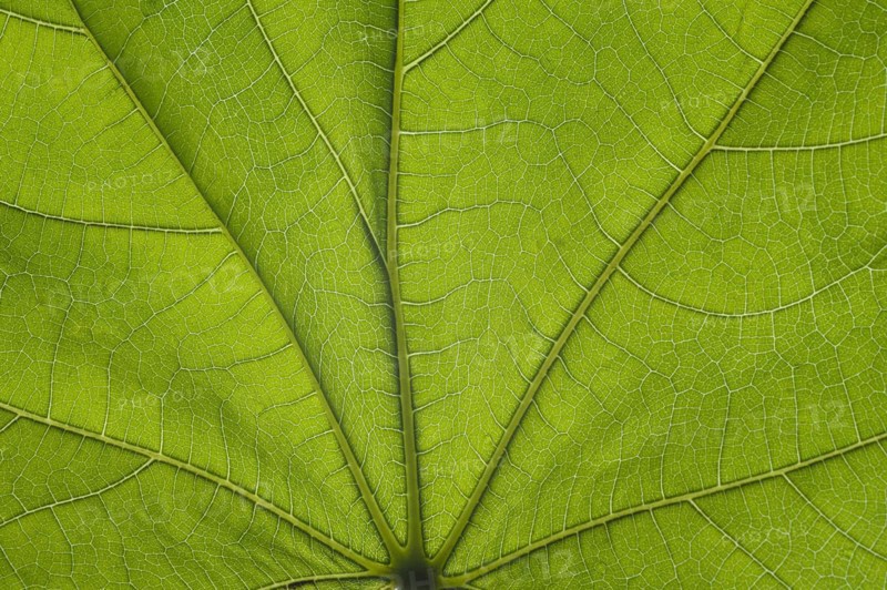 Fig leaf