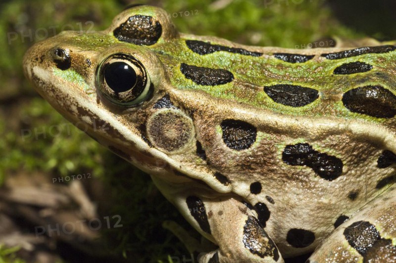 The northern leopard frog