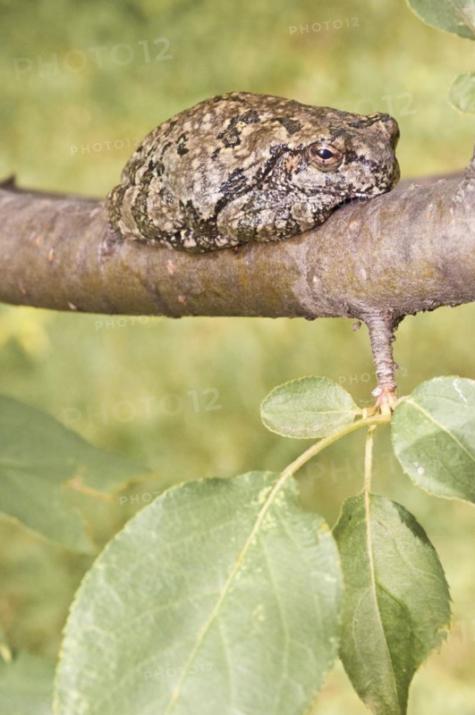 Copes grey tree frog