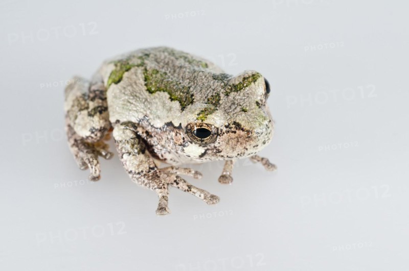 Eastern gray tree frog