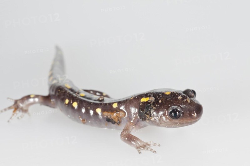 Spotted salamander