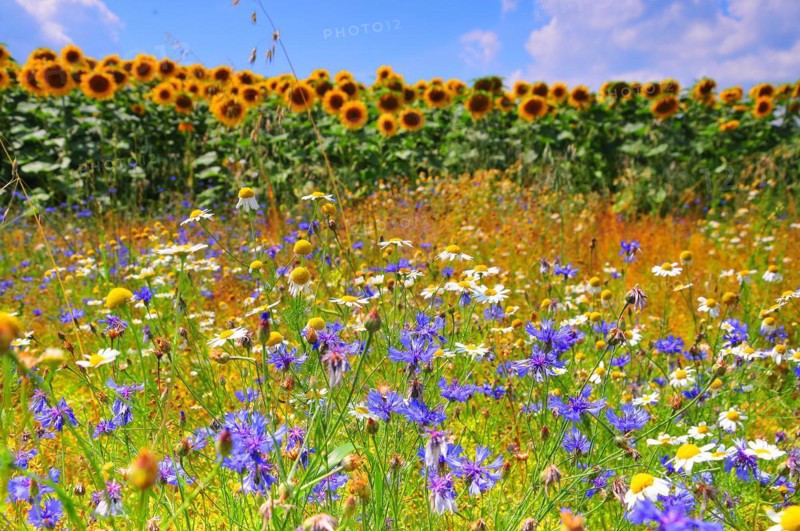Cornflowers and daisies