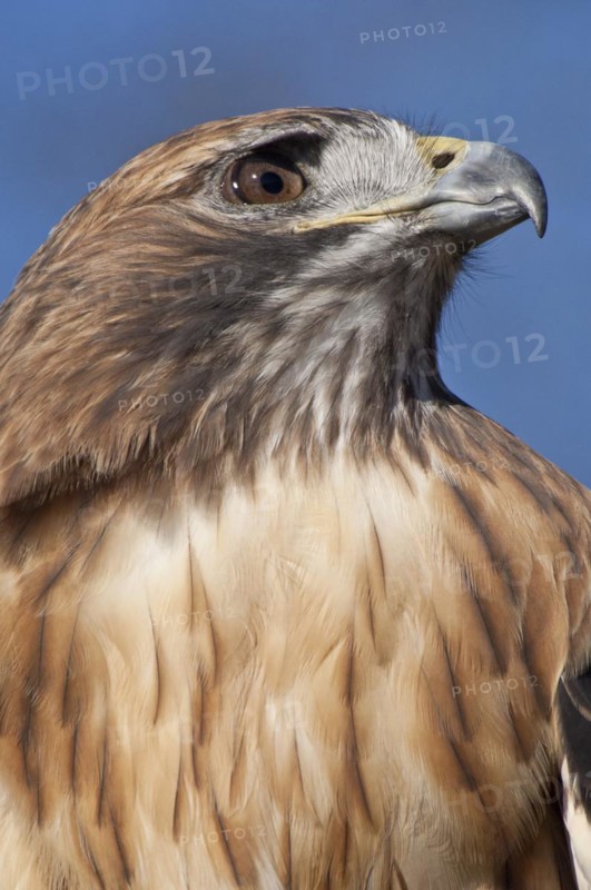 Female Red-tailed Hawk