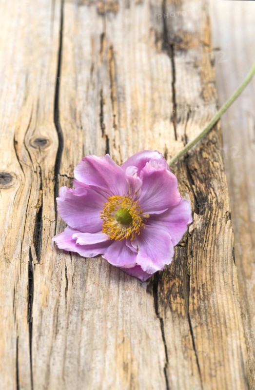 Single flower of Anemone hybrida Koenigin Charlotte