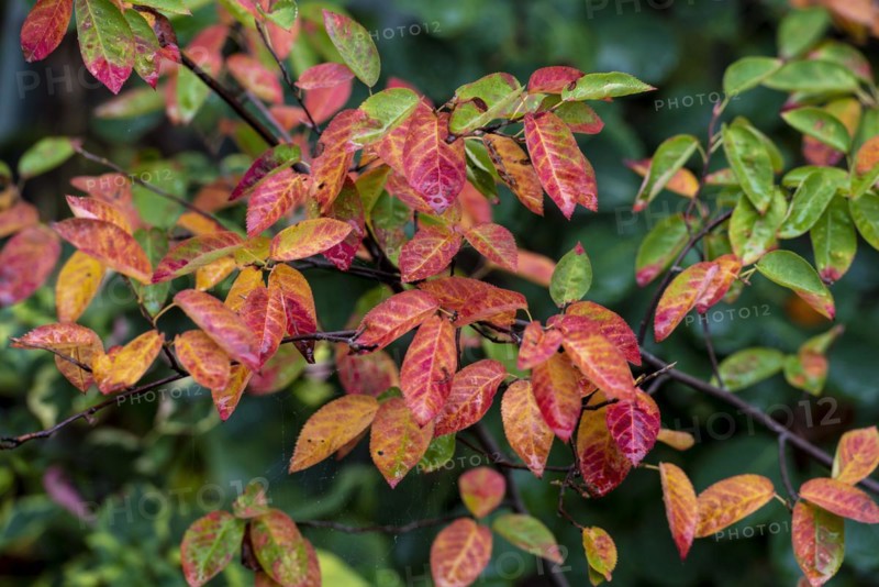 Autumn colour of Canadensis