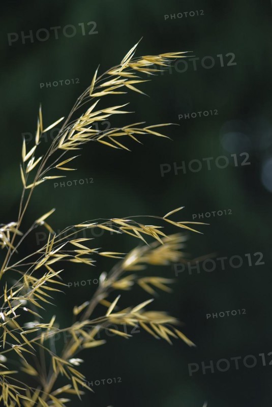 (Stipa) Gigantea