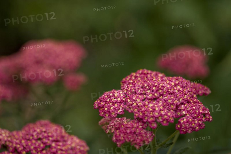 (Achillea) millefolium Paprika