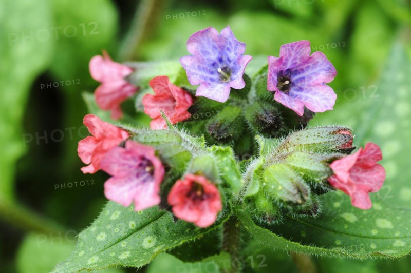 rubra Lungwort