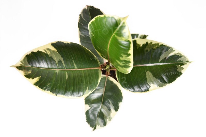 Tropical Tineke Variegata rubber tree