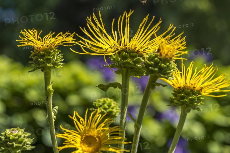 asteraceae