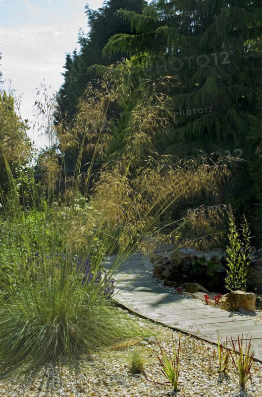 (Stipa) Gigantea, Golden Oats
