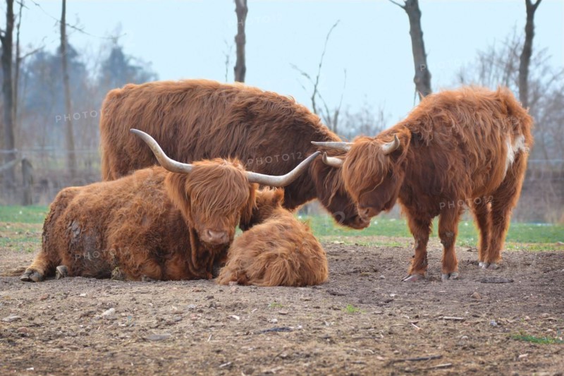 Scottish Highland Cattle family with calf and grown up male and female cows with scraggy brown fur