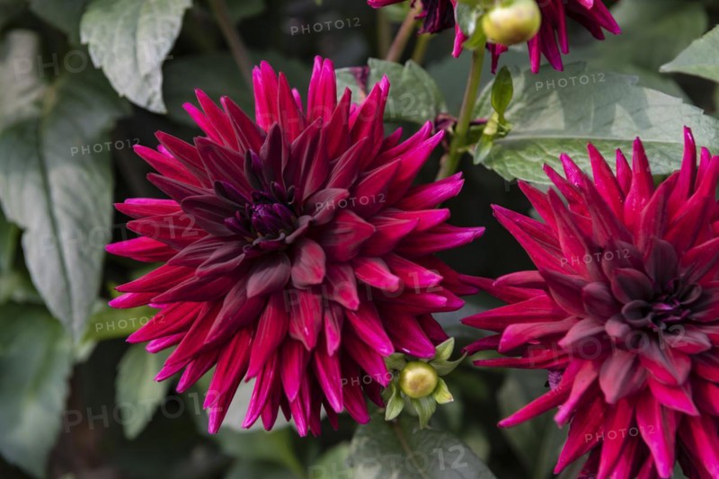 Dahlia Kennedy semi cactus burgundy magenta flower