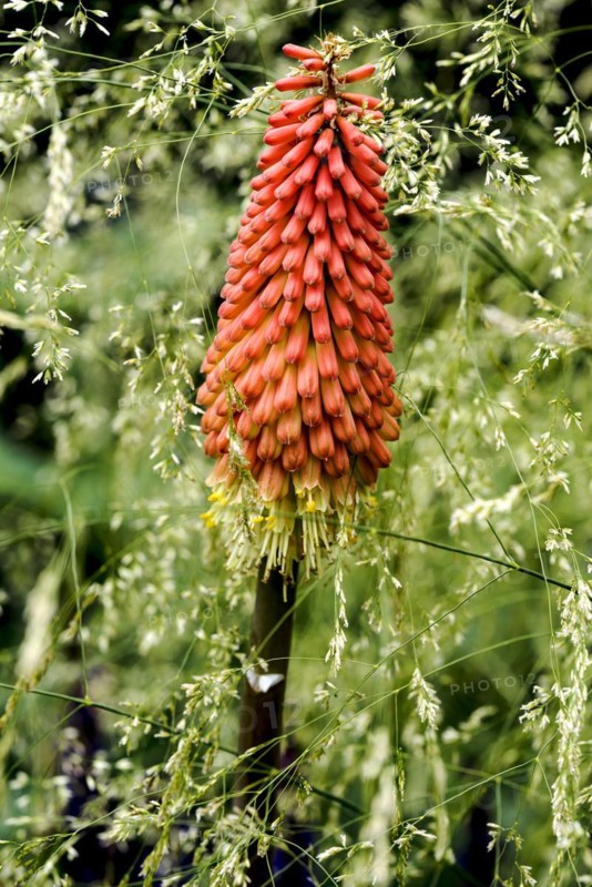 Kniphofia uvaria Nobilis