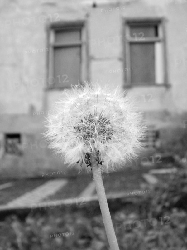 Common dandelion