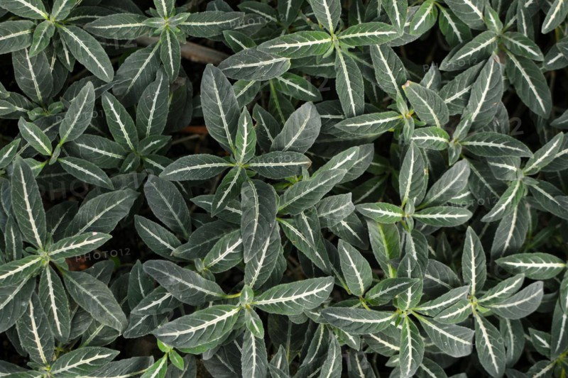 Small tropical Ruellia Decosiana plants with white veins covering ground