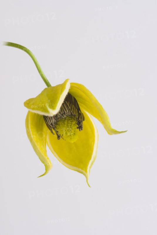 (Clematis orientalis) Bill MacKenzie