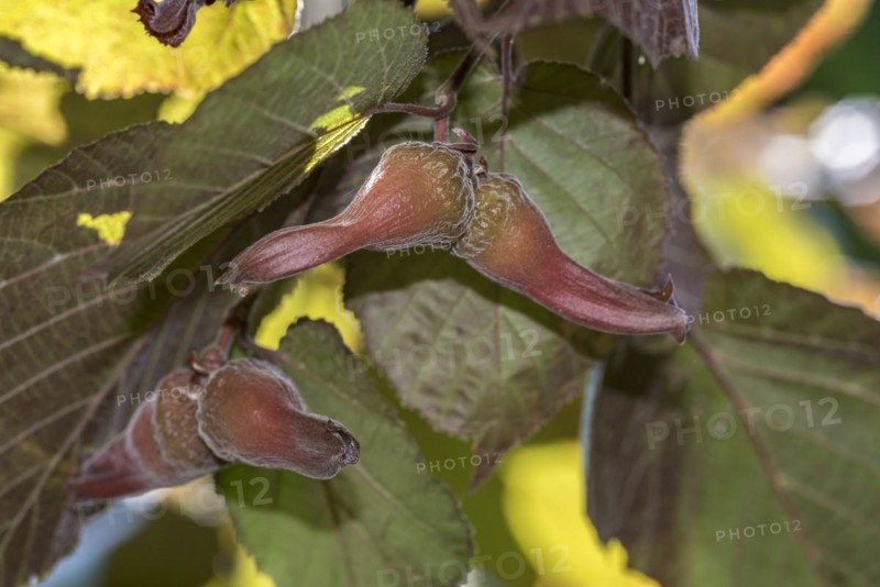 Corylus maxima Purple Filbert