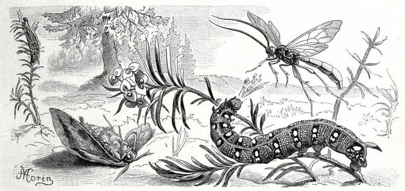 Insects