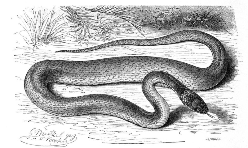 Reptiles