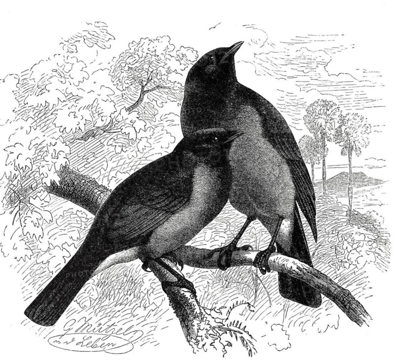 Bird