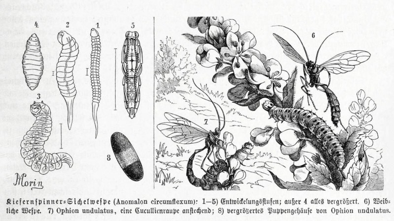 Insects