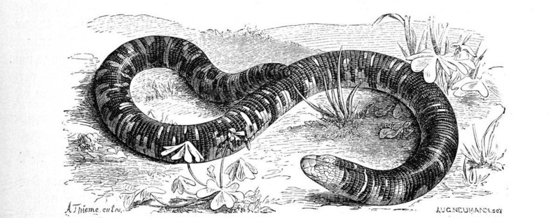 Spotted Double-Snouted Lizard