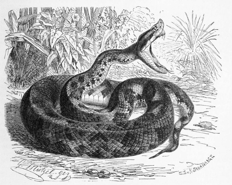 Reptiles