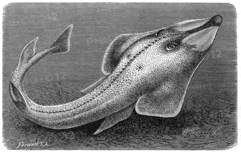 Fish