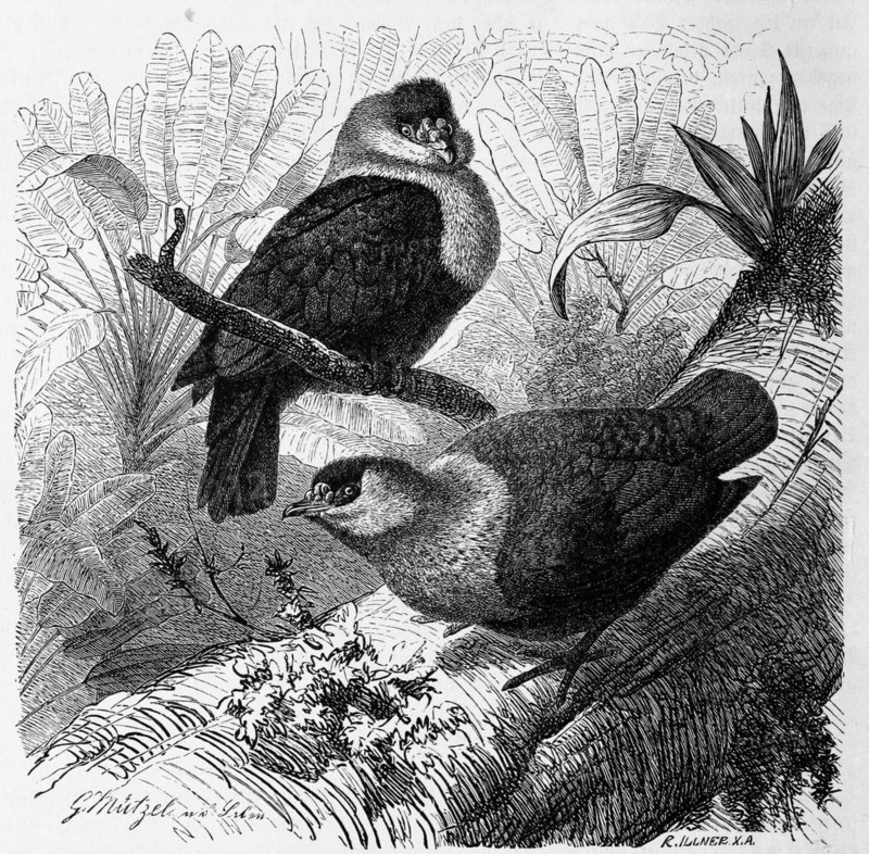 Bird