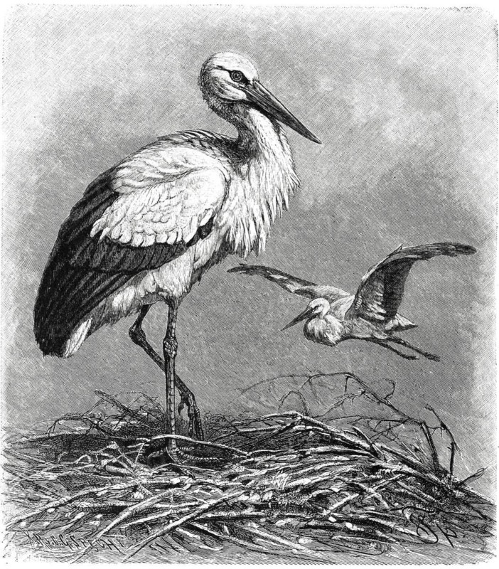 Bird