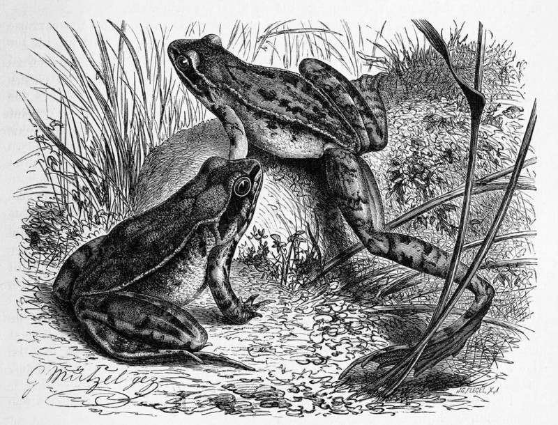 Reptiles