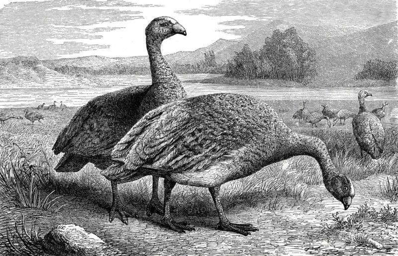 Bird