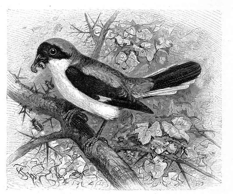 Bird