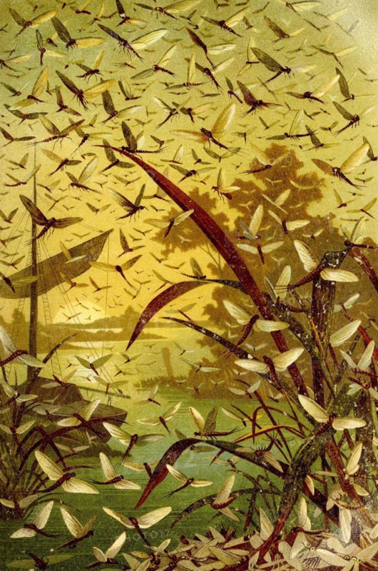 Insects