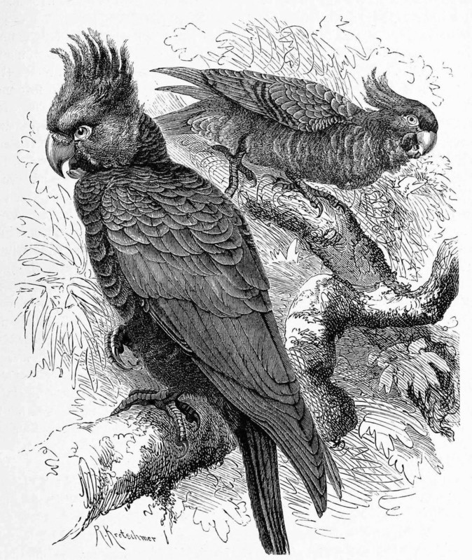 Bird