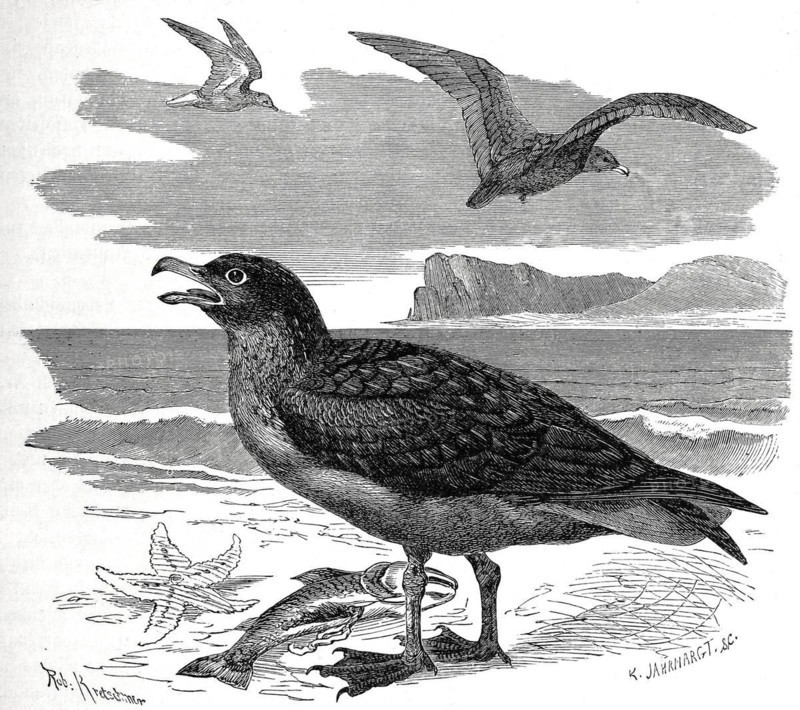 Bird
