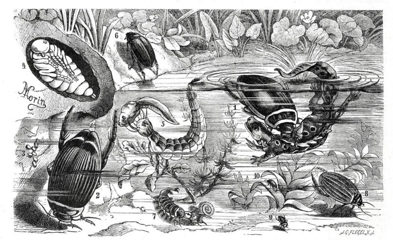 Insects