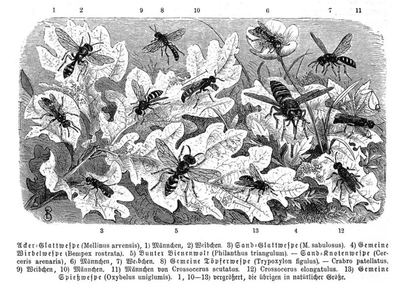 Insects