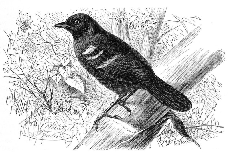Bird