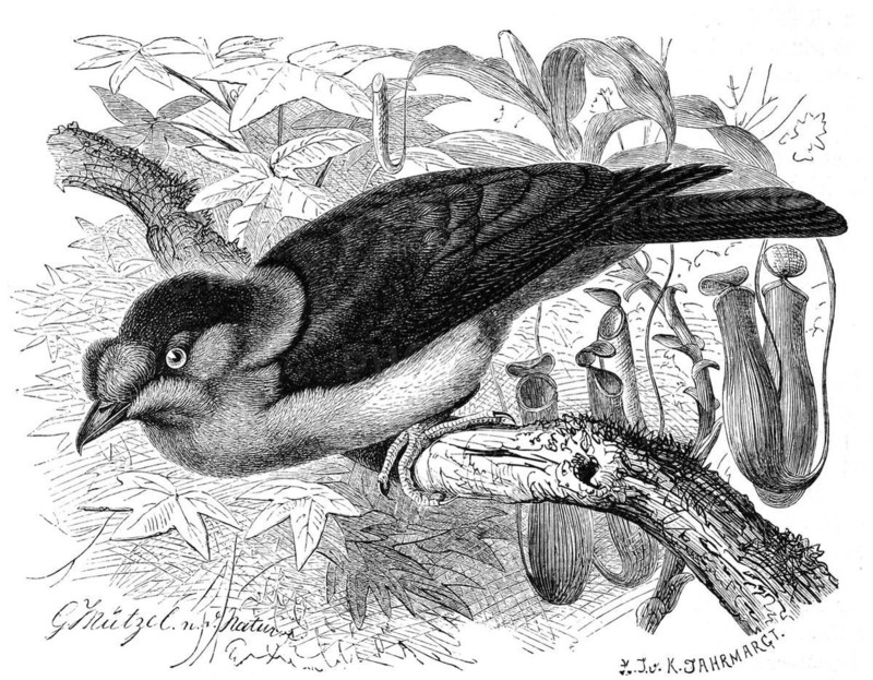 Bird
